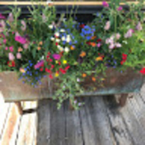 Meet your Posher, Caroline